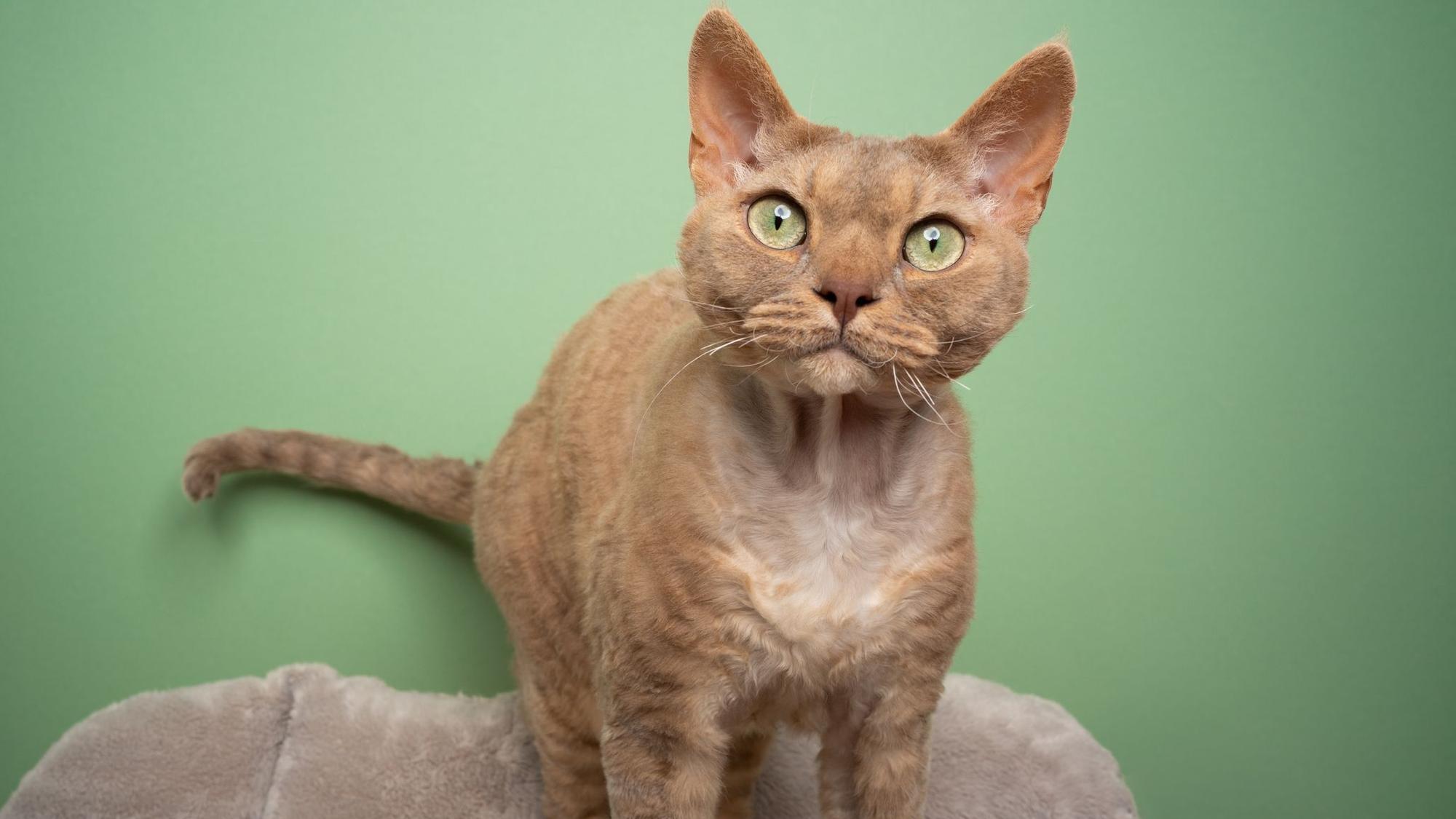 Rex-Katzen gelten als hypoallergen.