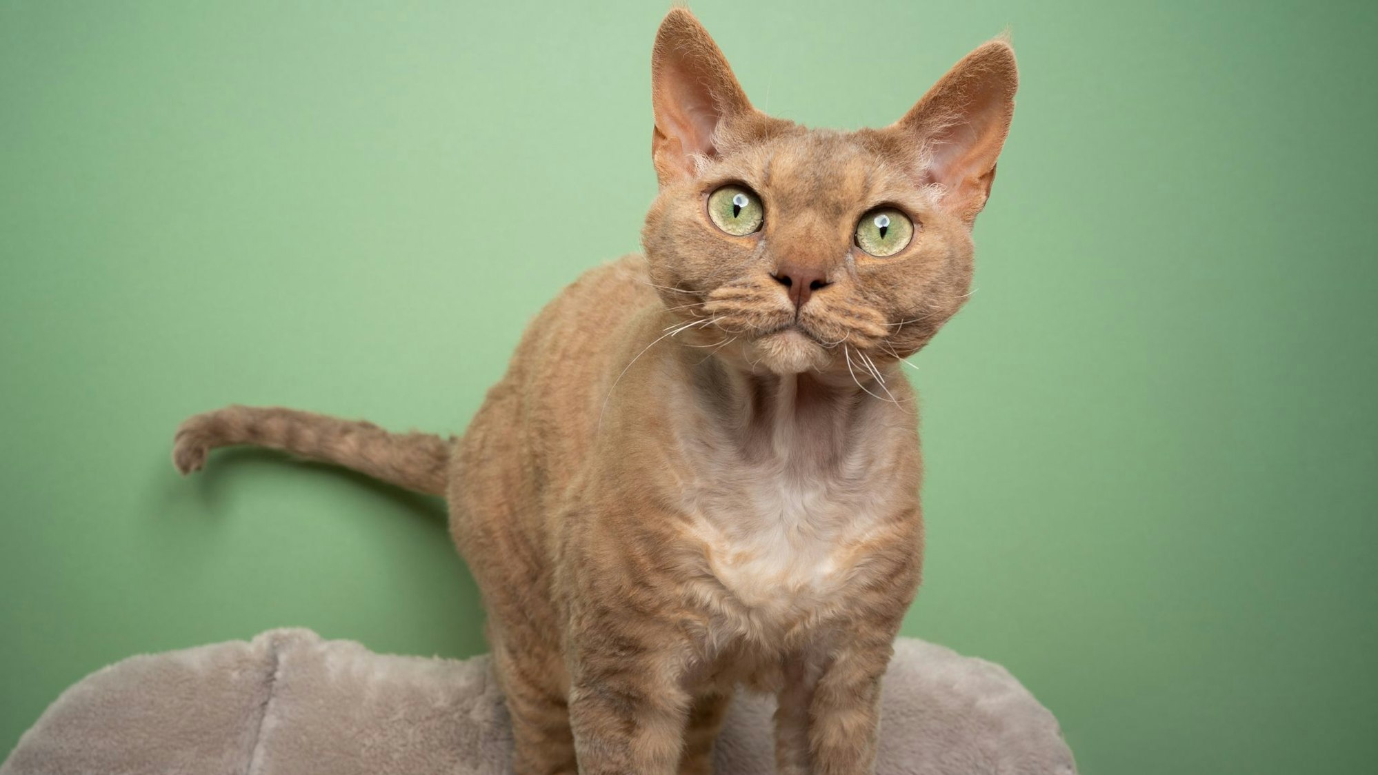 Rex-Katzen gelten als hypoallergen.