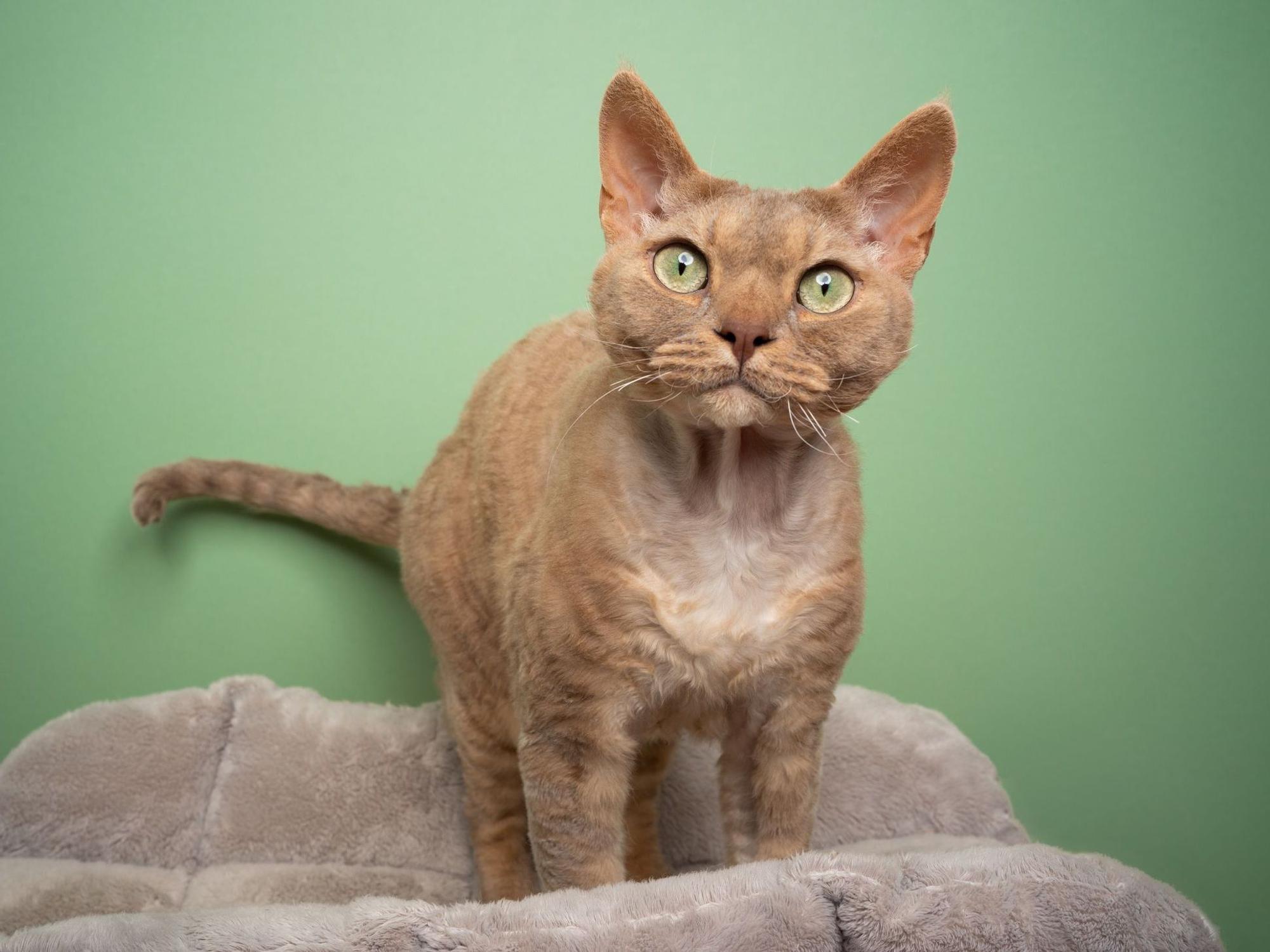 Katzen, die wenig Haaren: Rex-Katzen.