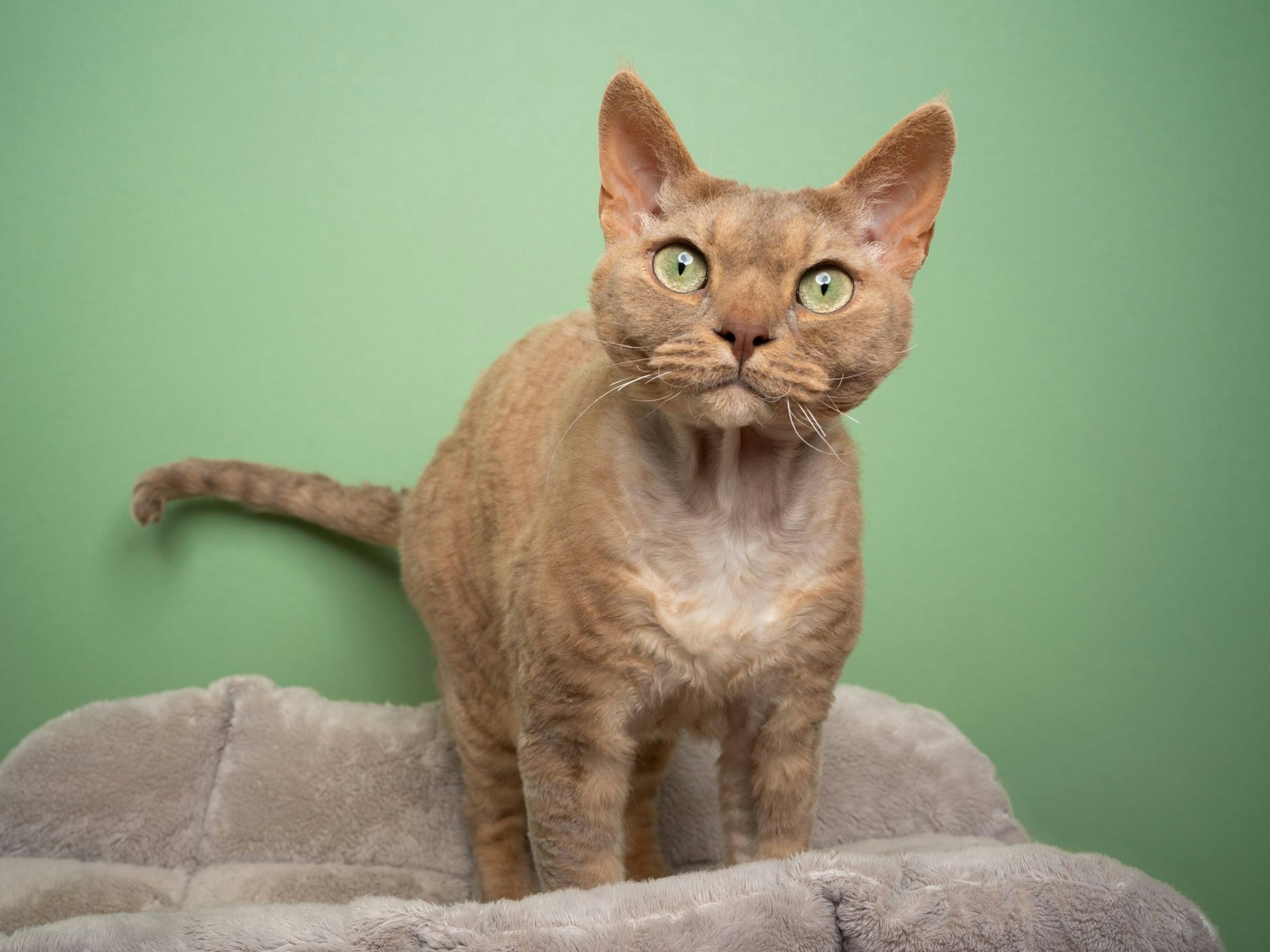 Katzen, die wenig Haaren: Rex-Katzen.