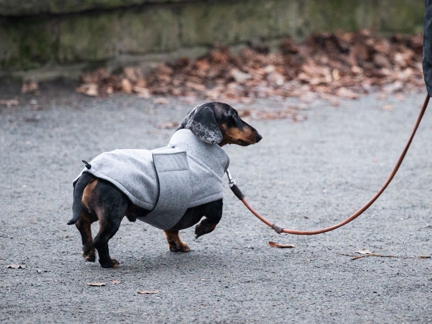 Ein Dackel mit einer Hundejacke geht am Maschsee in Niedersachsen entlang.