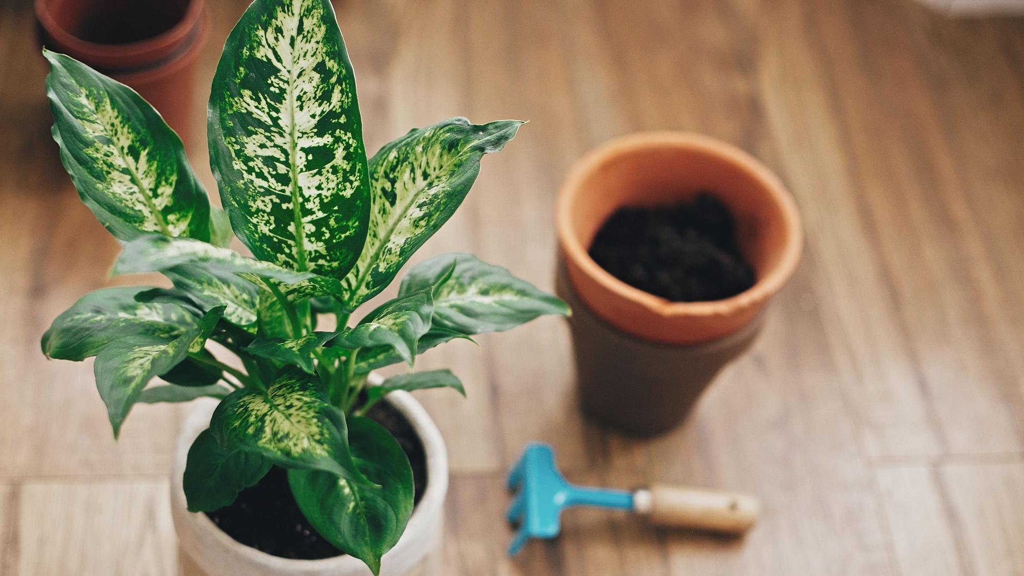 Die Dieffenbachia kann Chemikalien aus der Luft filtern.