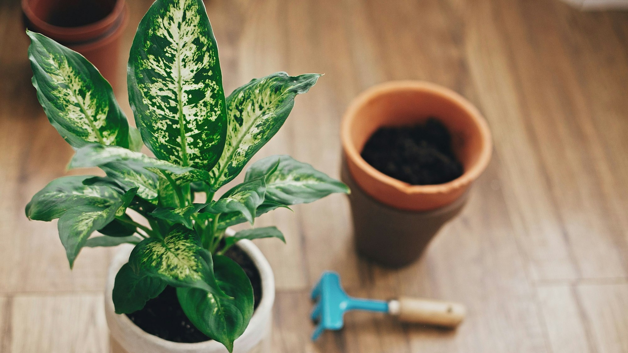 Die Dieffenbachia kann Chemikalien aus der Luft filtern.