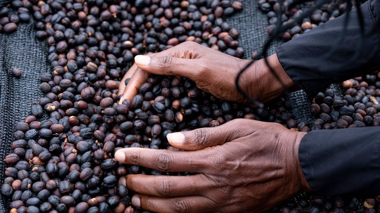 Eine Frau fährt mit ihren Händen durch getrocknete Kaffeebohnen der Arabica-Sorte.