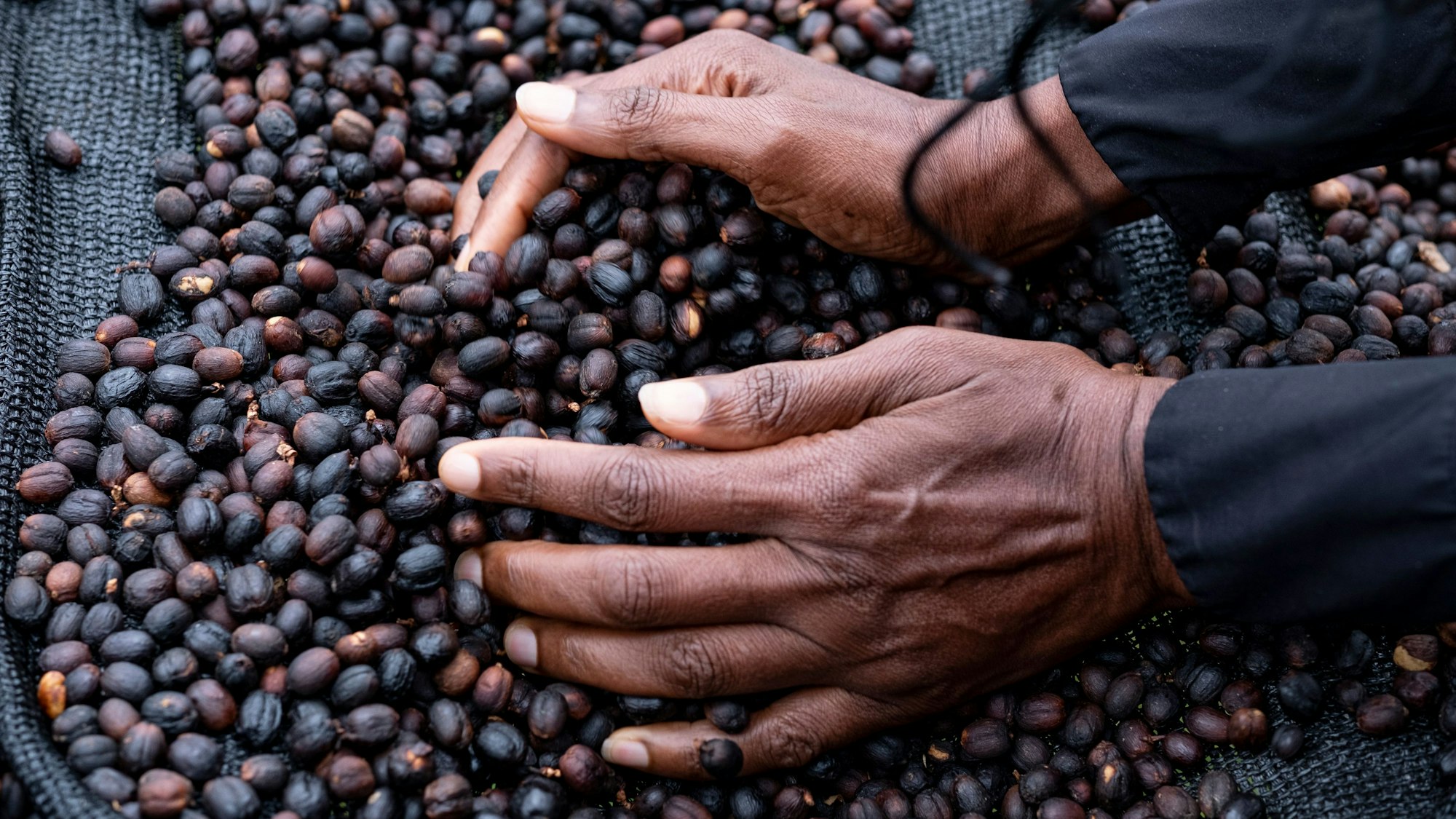 Eine Frau fährt mit ihren Händen durch getrocknete Kaffeebohnen der Arabica-Sorte.