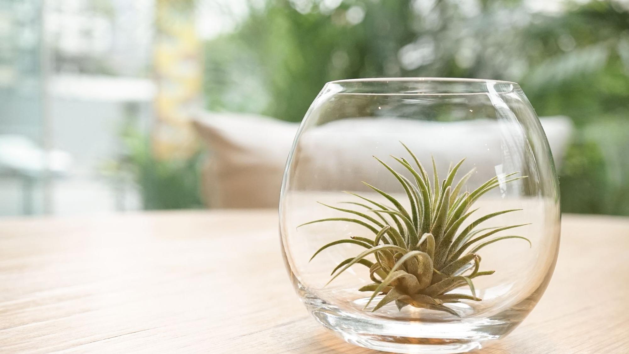Tillandsien nehmen Wasser aus der Luft auf und eignen sich daher gut fürs Bad.