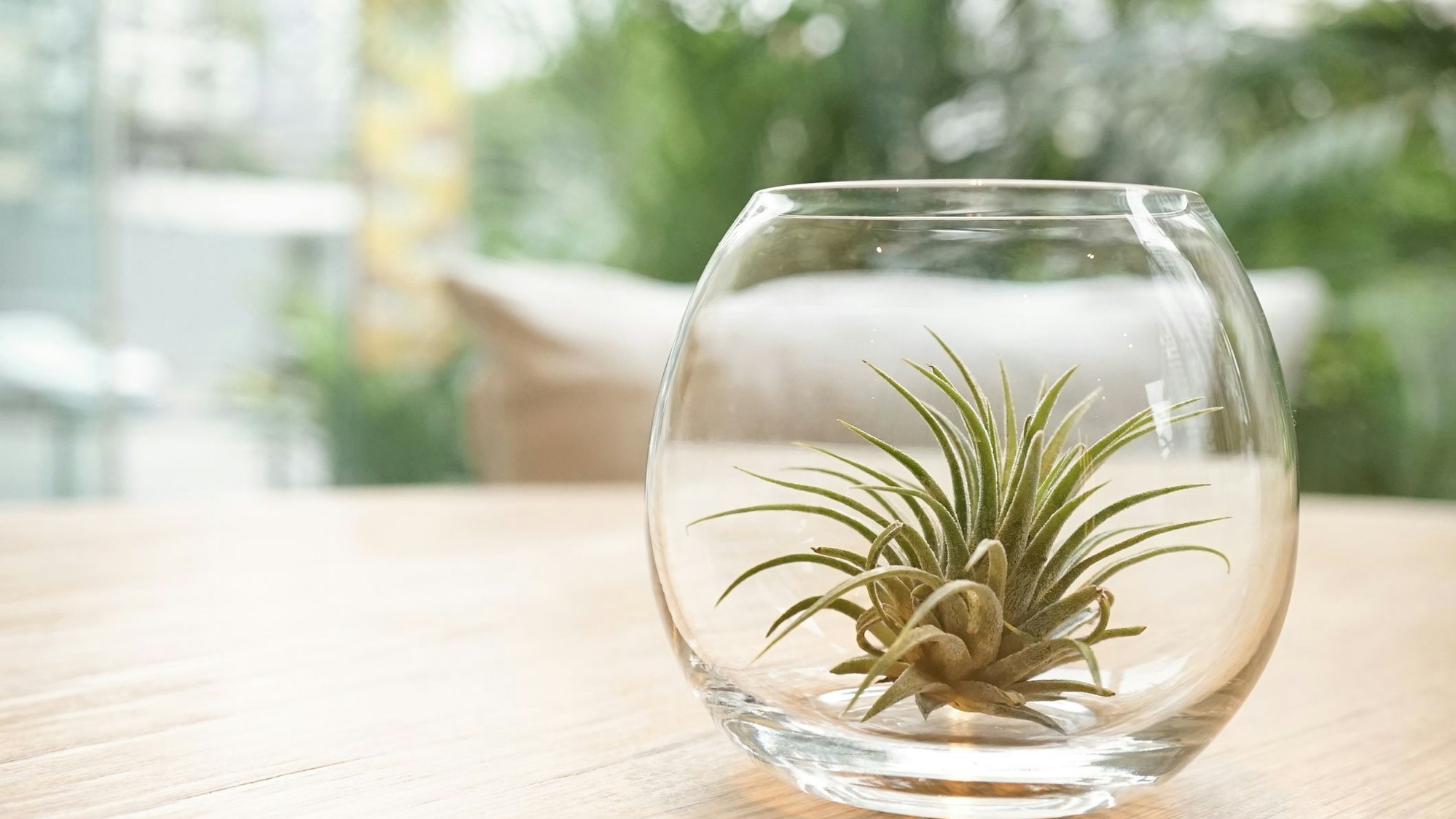 Tillandsien nehmen Wasser aus der Luft auf und eignen sich daher gut fürs Bad.