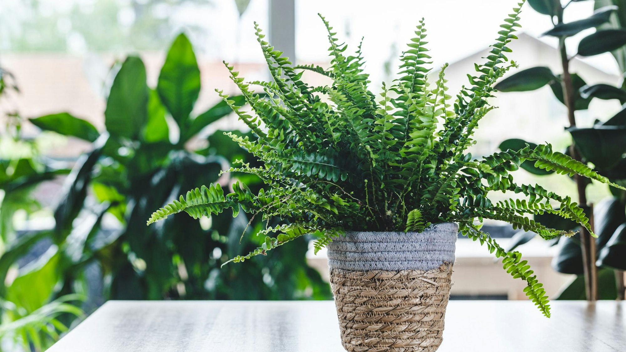 Der Schwertfarn eignet sich perfekt fürs Bad und kann zudem auch Schadstoffe aus der Luft filtern.