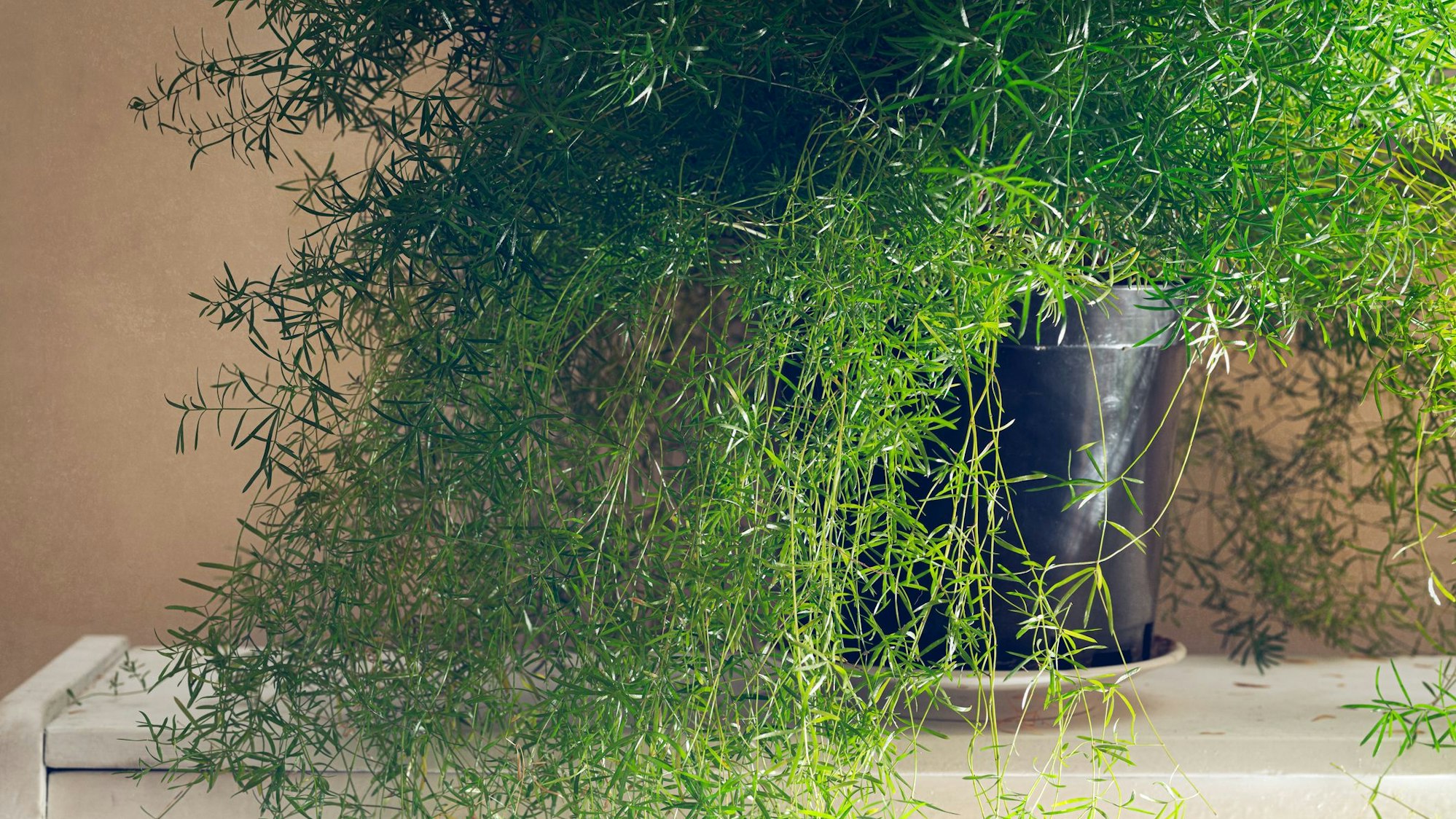 Zierspargel machen sich gut in einem hellen Badezimmer.