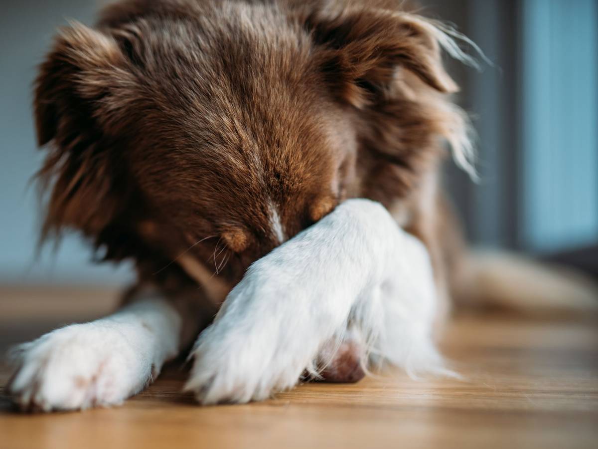 Hund versteckt sein Gesicht hinter seiner Pfote.