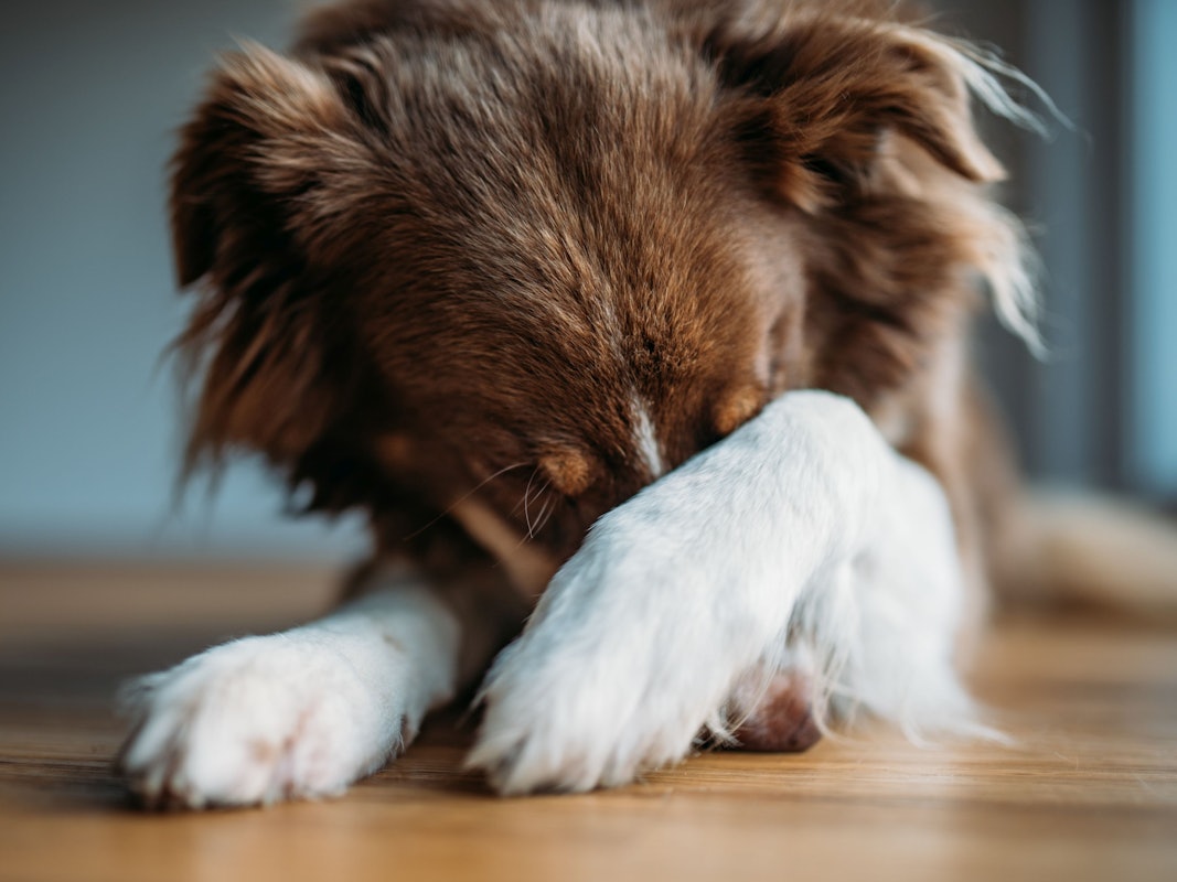Hund versteckt sein Gesicht hinter seiner Pfote.