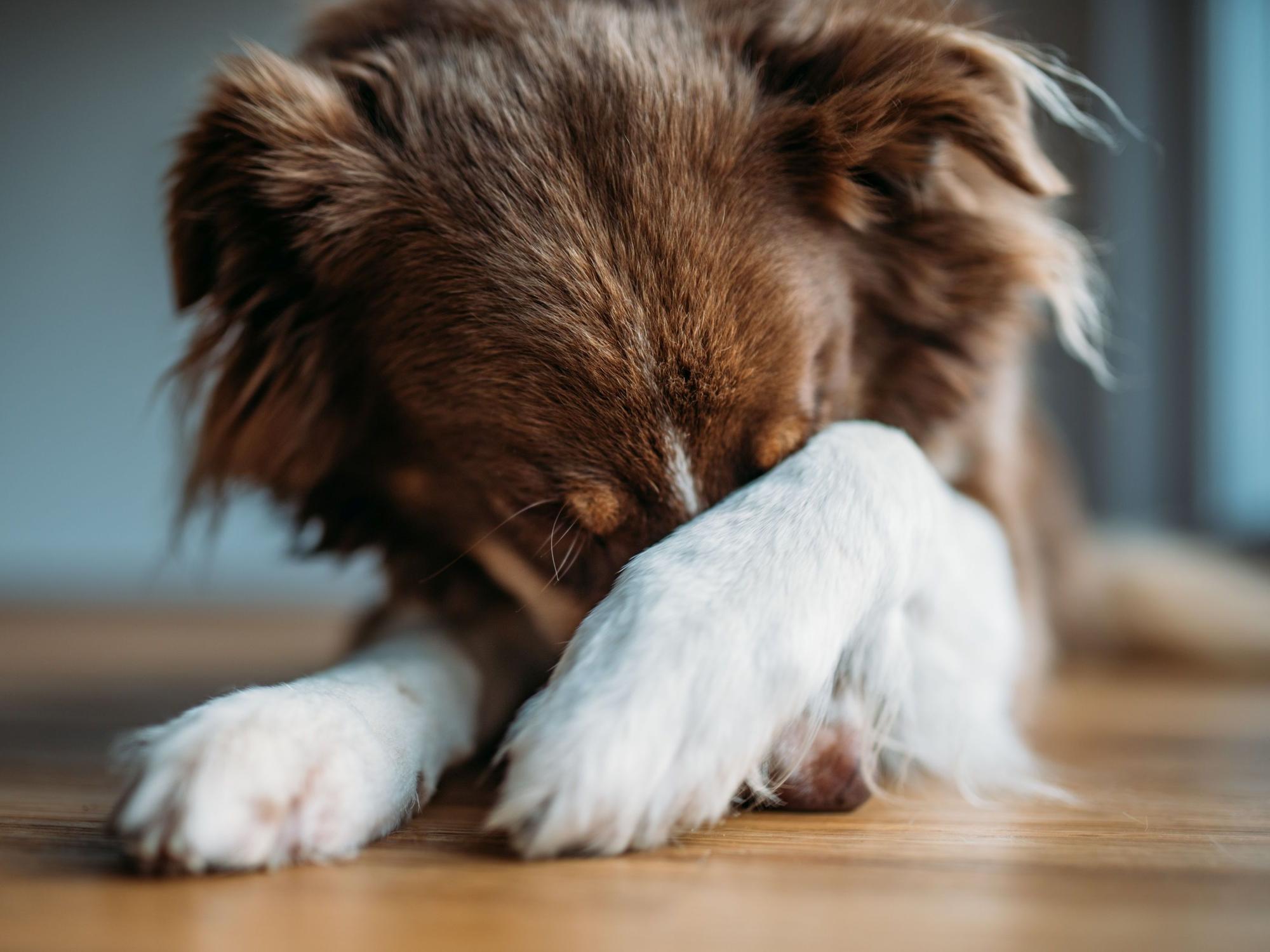 Hund versteckt sein Gesicht hinter seiner Pfote.