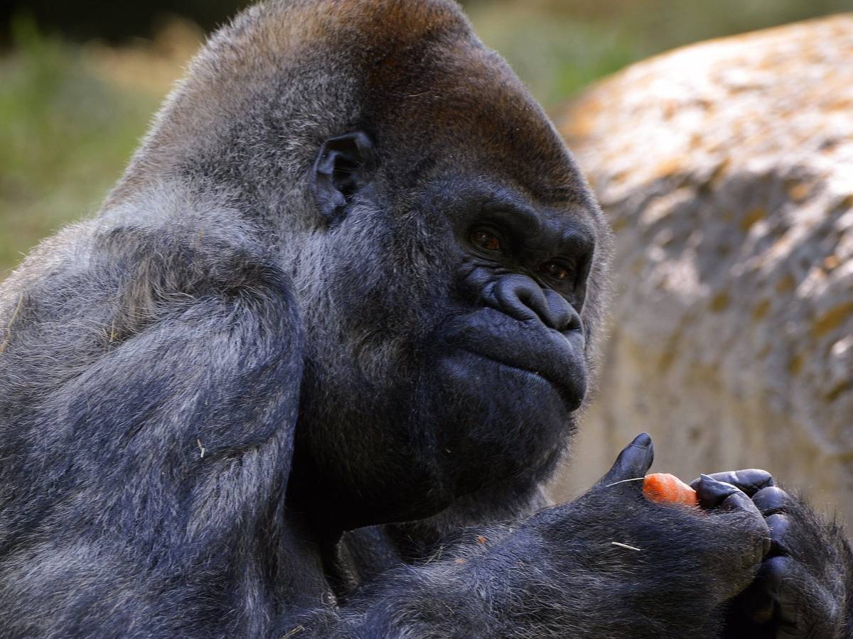 Ozzie, der älteste bekannte männliche Gorilla der Welt in Gefangenschaft, kaut auf einer Karotte, einem seiner essbaren Geschenke, während er seinen 52. Geburtstag im Zoo Atlanta in Atlanta, Georgia, USA, am 26. April 2013 feiert.