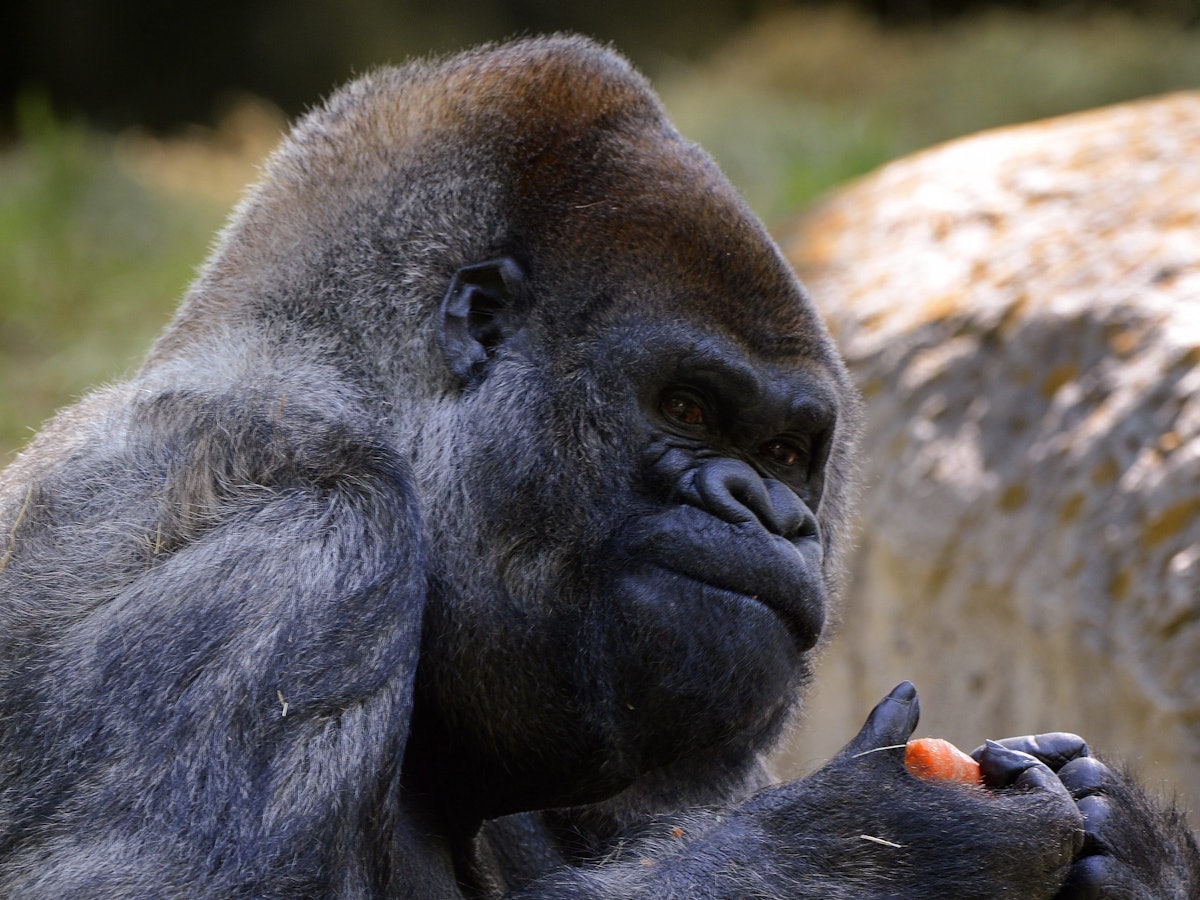 Ozzie, der älteste bekannte männliche Gorilla der Welt in Gefangenschaft, kaut auf einer Karotte, einem seiner essbaren Geschenke, während er seinen 52. Geburtstag im Zoo Atlanta in Atlanta, Georgia, USA, am 26. April 2013 feiert.
