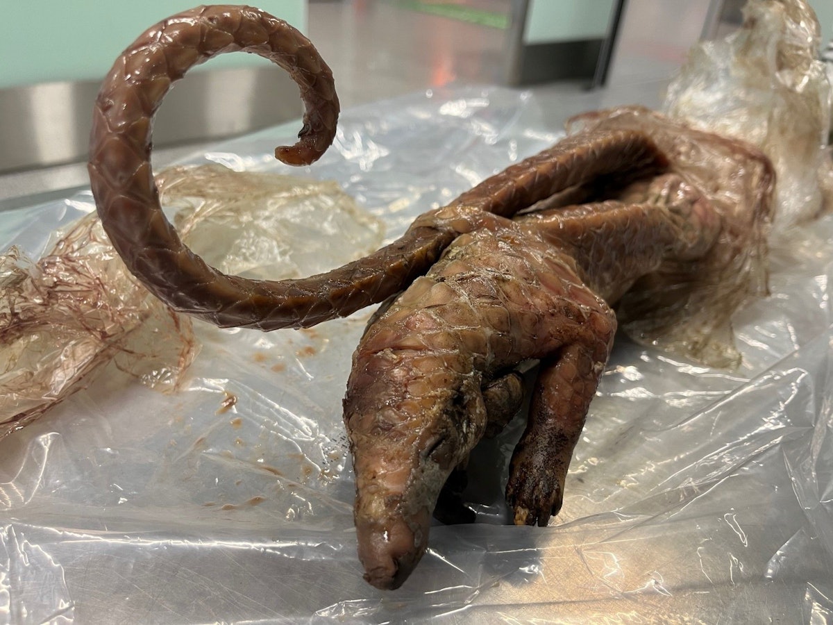 Ein totes Schuppentier war in Plastik eingewickelt.