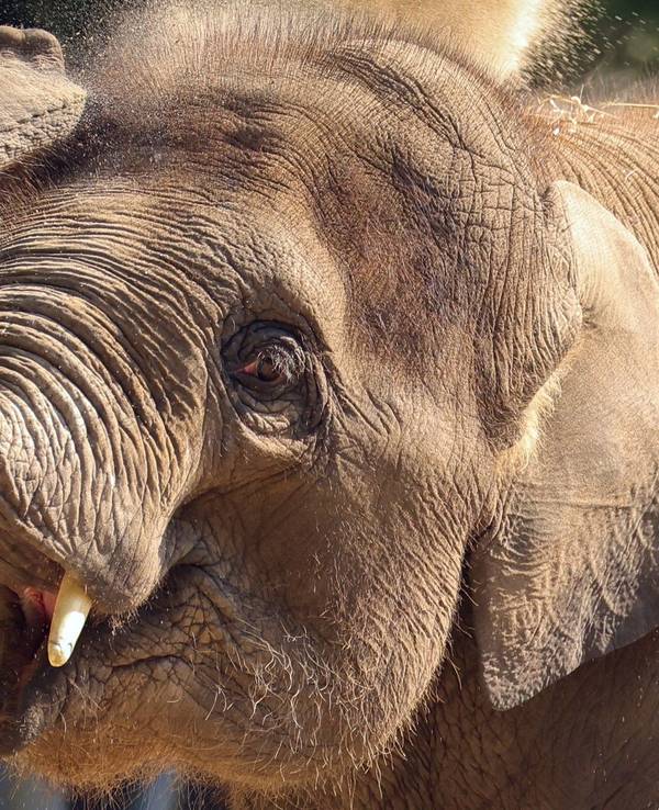Eine Sanddusche nimmt dieser junge Elefant im Hamburger Tierpark Hagenbeck, um sich bei hochsommerlichen Temperaturen etwas zu kühlen. Das Foto entstand im Juni 2021.