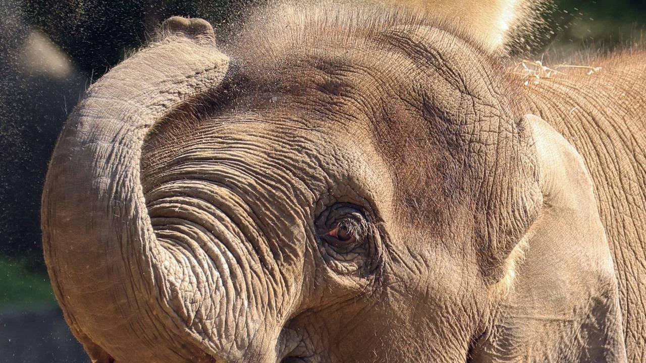 Eine Sanddusche nimmt dieser junge Elefant im Hamburger Tierpark Hagenbeck, um sich bei hochsommerlichen Temperaturen etwas zu kühlen. Das Foto entstand im Juni 2021.