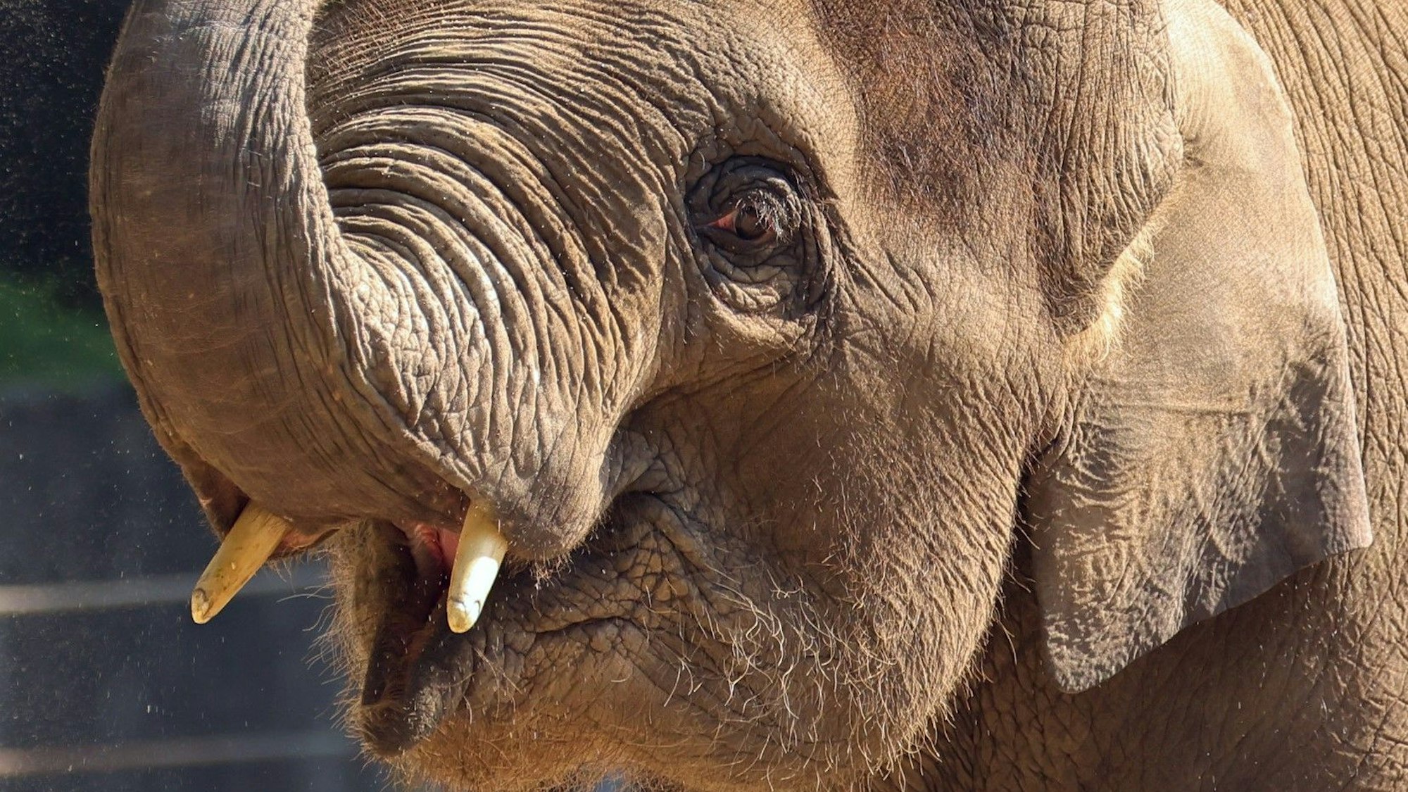 Eine Sanddusche nimmt dieser junge Elefant im Hamburger Tierpark Hagenbeck, um sich bei hochsommerlichen Temperaturen etwas zu kühlen. Das Foto entstand im Juni 2021.