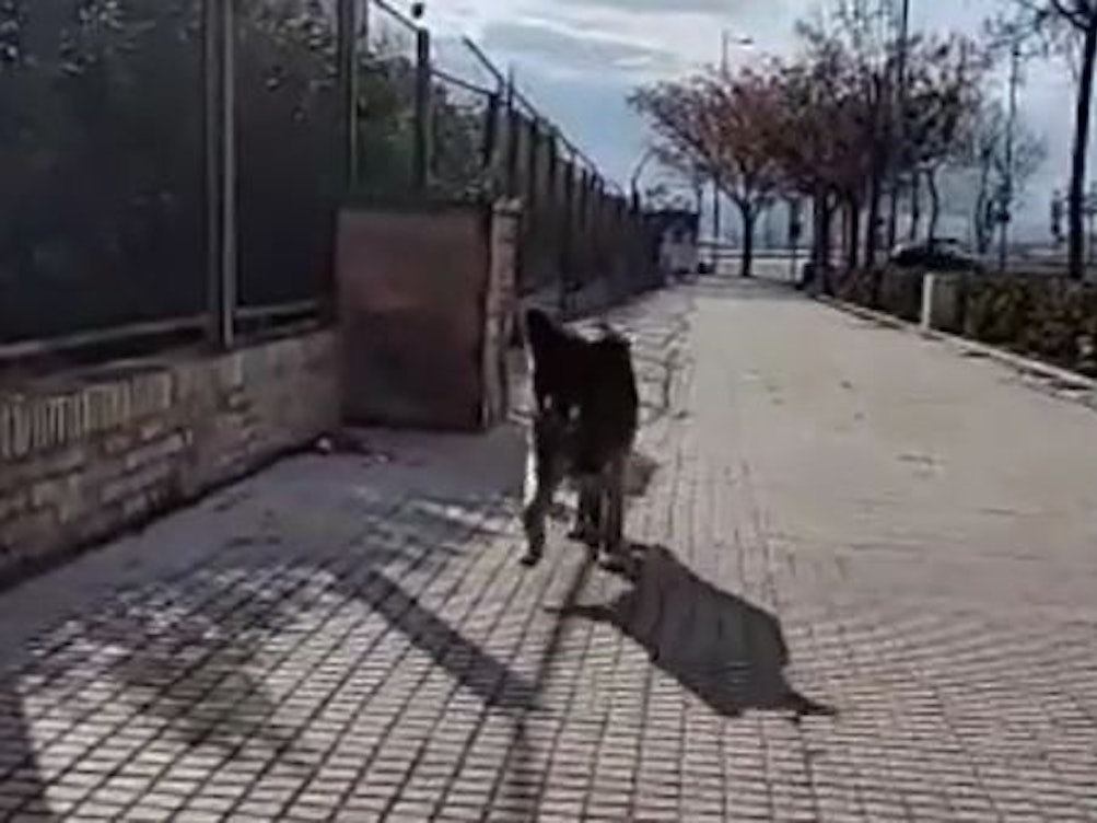 Hund „Dico“ war eine unfassbar lange Zeit von seiner Familie getrennt.