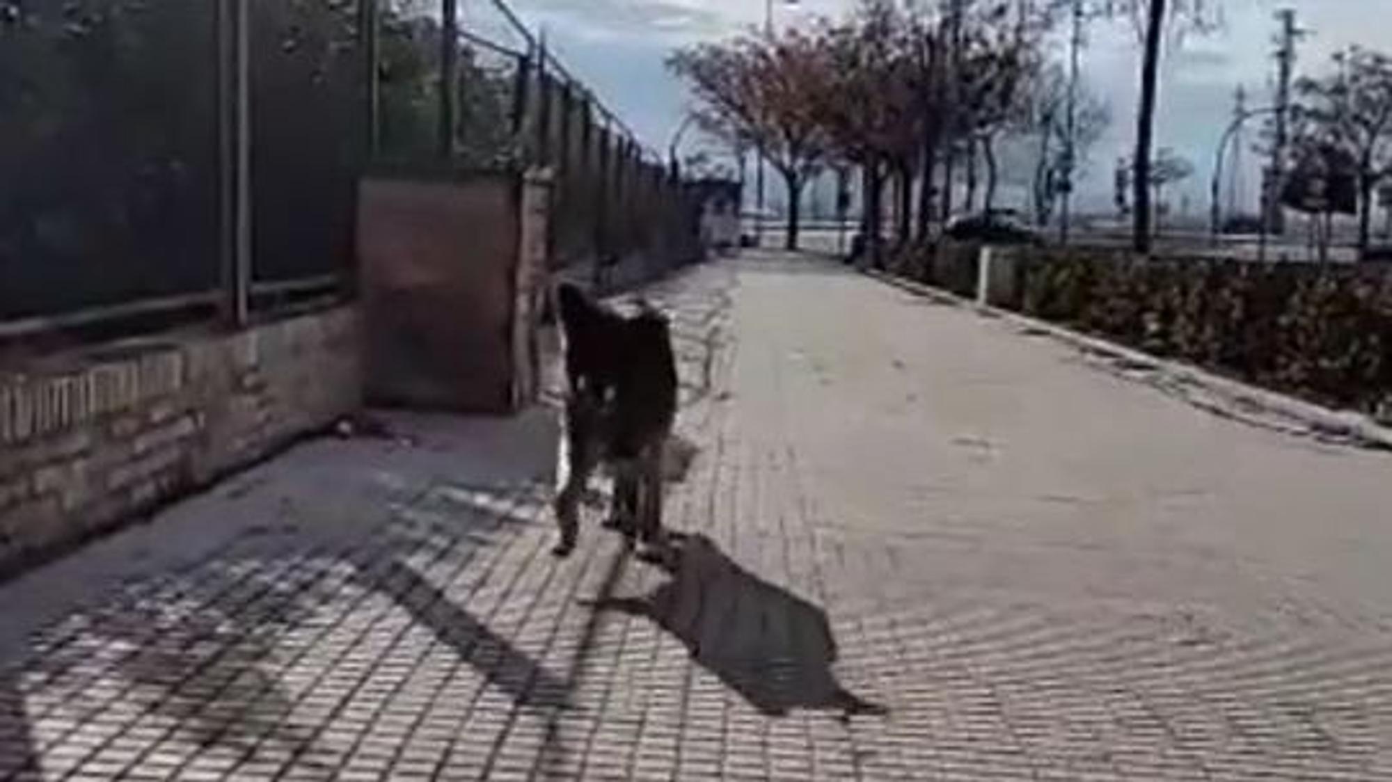 Hund „Dico“ war eine unfassbar lange Zeit von seiner Familie getrennt.