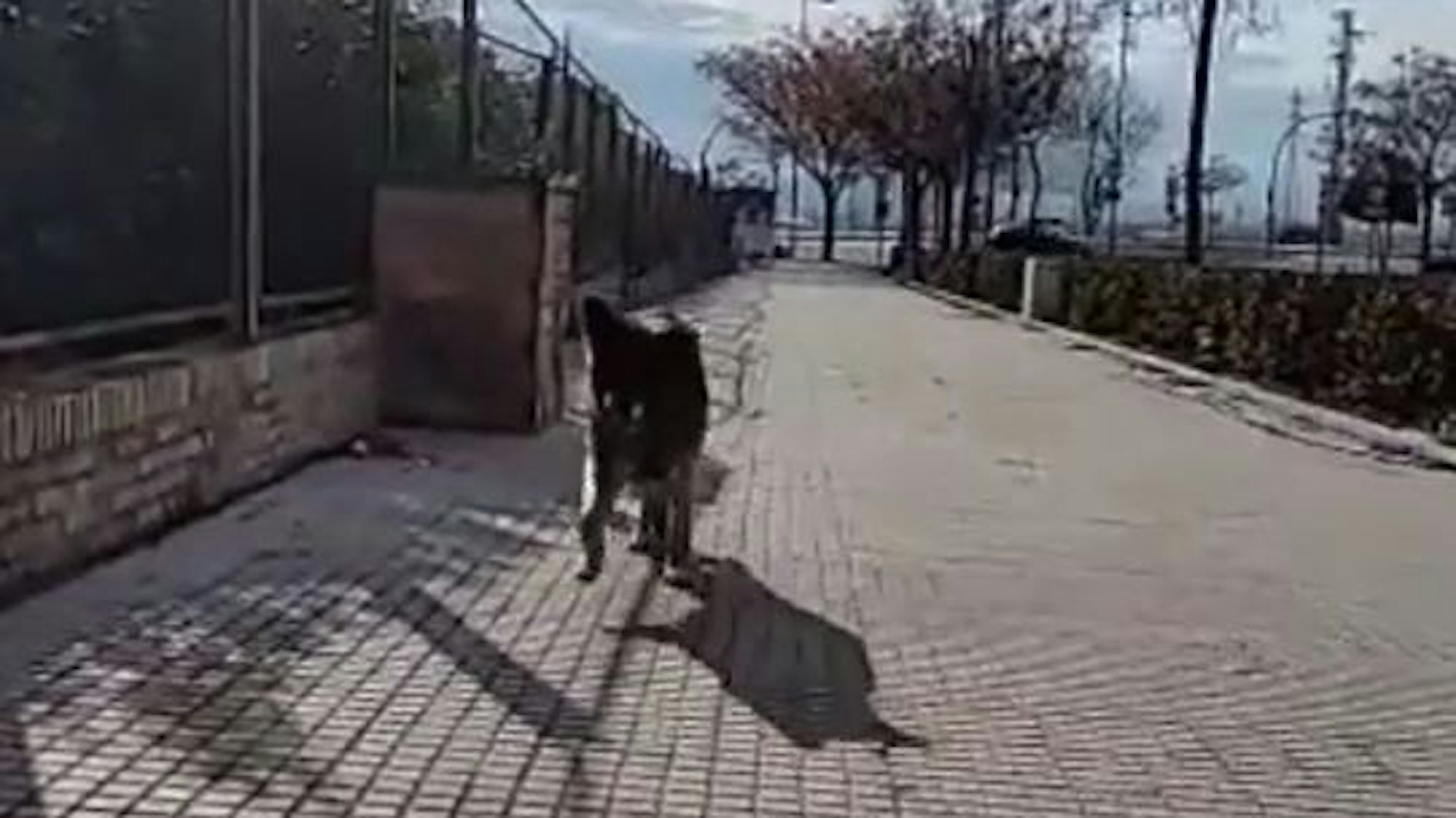 Hund „Dico“ war eine unfassbar lange Zeit von seiner Familie getrennt.