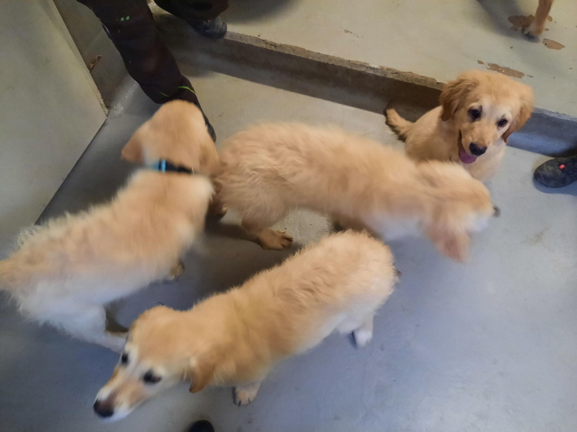 Vier der insgesamt fünf in Meckenheim beschlagnahmten Golden-Retriever-Welpen.