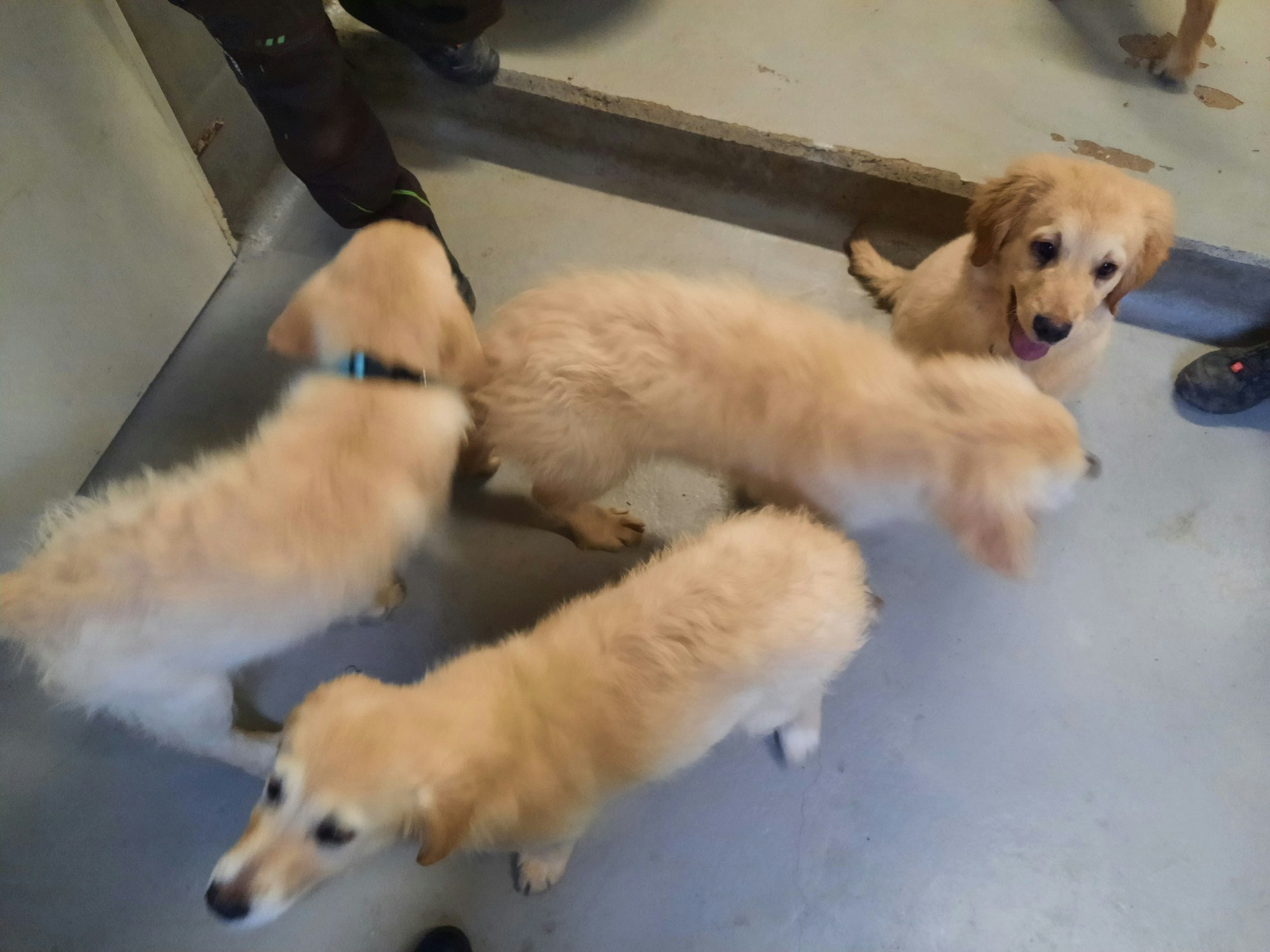 Vier der insgesamt fünf in Meckenheim beschlagnahmten Golden-Retriever-Welpen.
