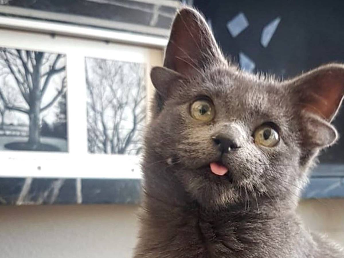 Katze Midas hat vier Ohren. Sie wurde in Ankara auf der Straße gefunden und adoptiert. Seitdem ist Midas ein Star auf Instagram.