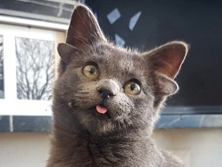 Katze Midas hat vier Ohren. Sie wurde in Ankara auf der Straße gefunden und adoptiert. Seitdem ist Midas ein Star auf Instagram.