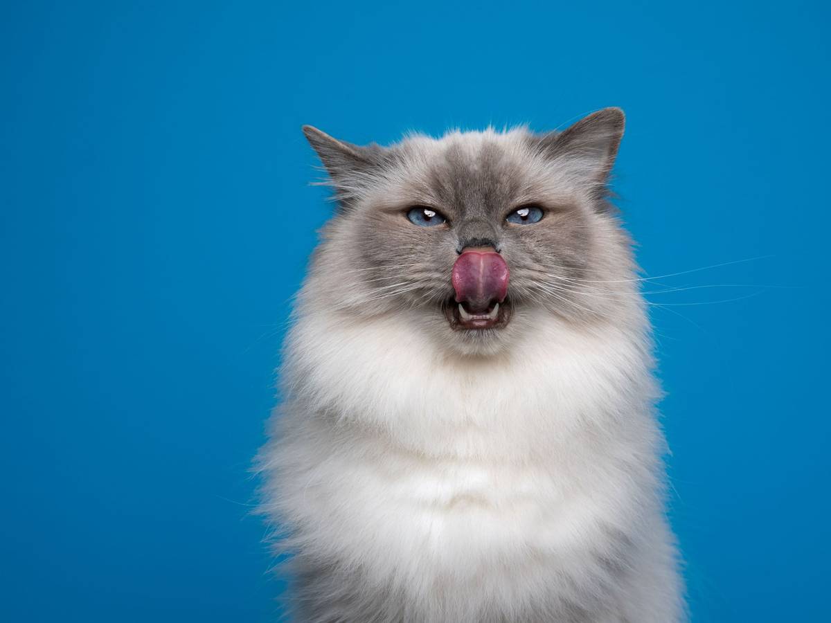 Rund ums Thema Katzenfütterung findet man noch immer viele Irrtümer.