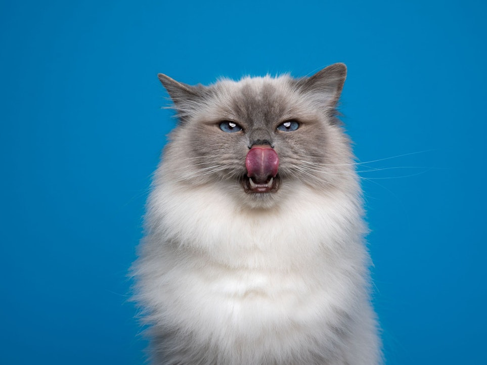 Rund ums Thema Katzenfütterung findet man noch immer viele Irrtümer.