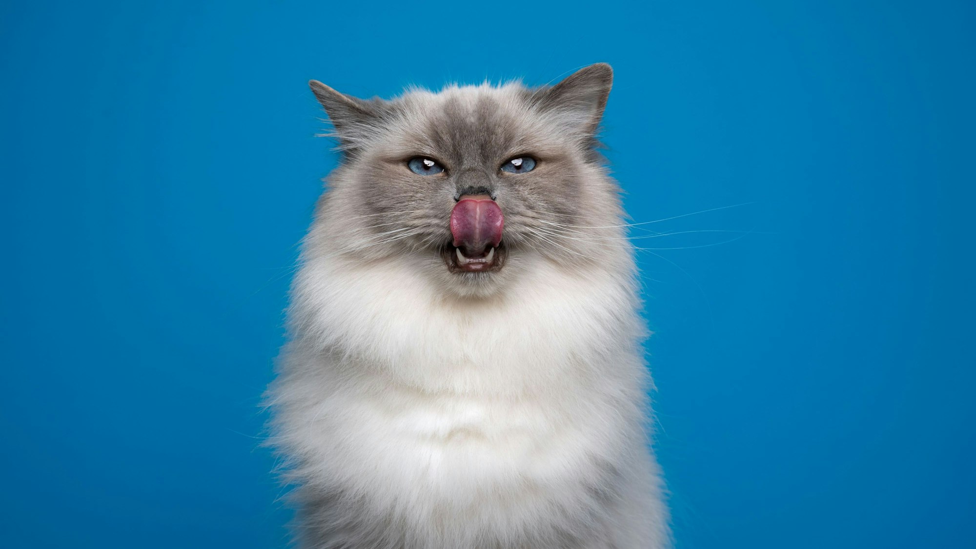 Rund ums Thema Katzenfütterung findet man noch immer viele Irrtümer.