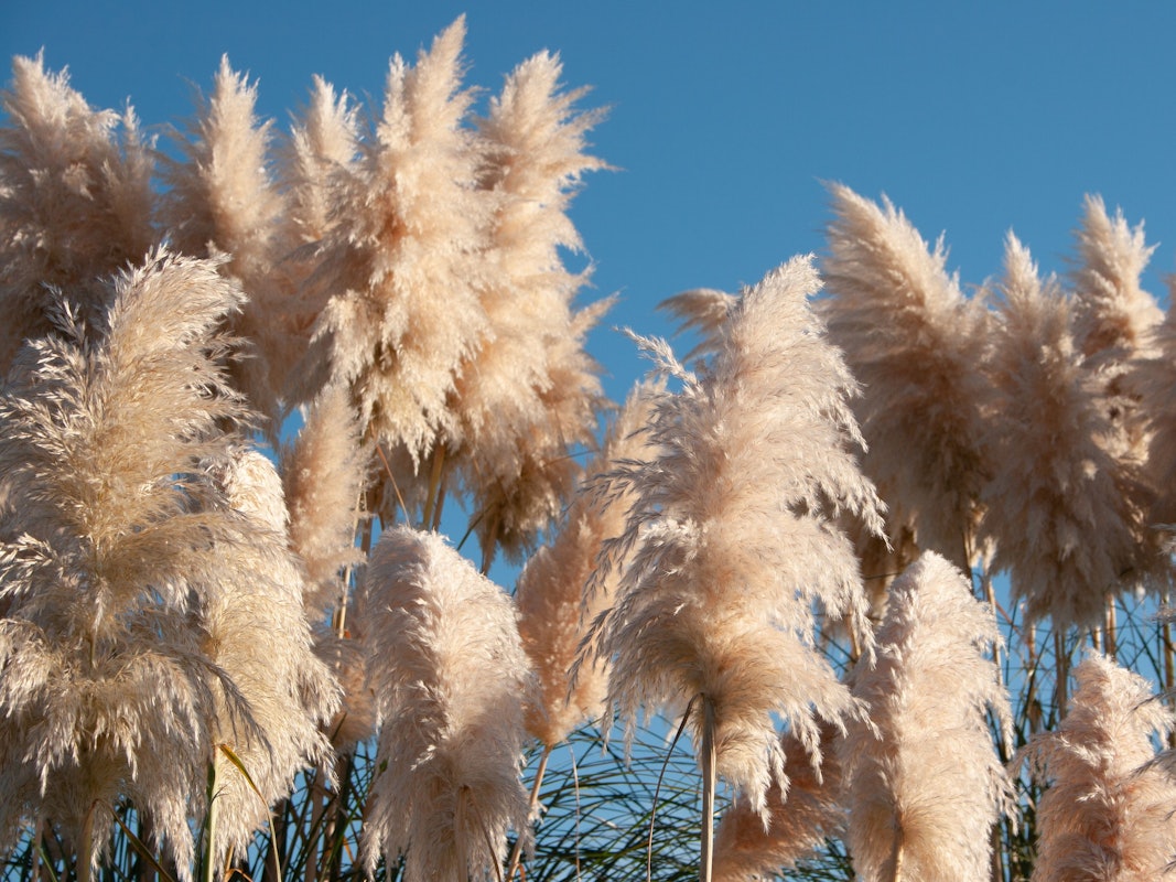 Pampasgras macht sich sowohl im Kübel auf der Terrasse als auch im Garten gut.