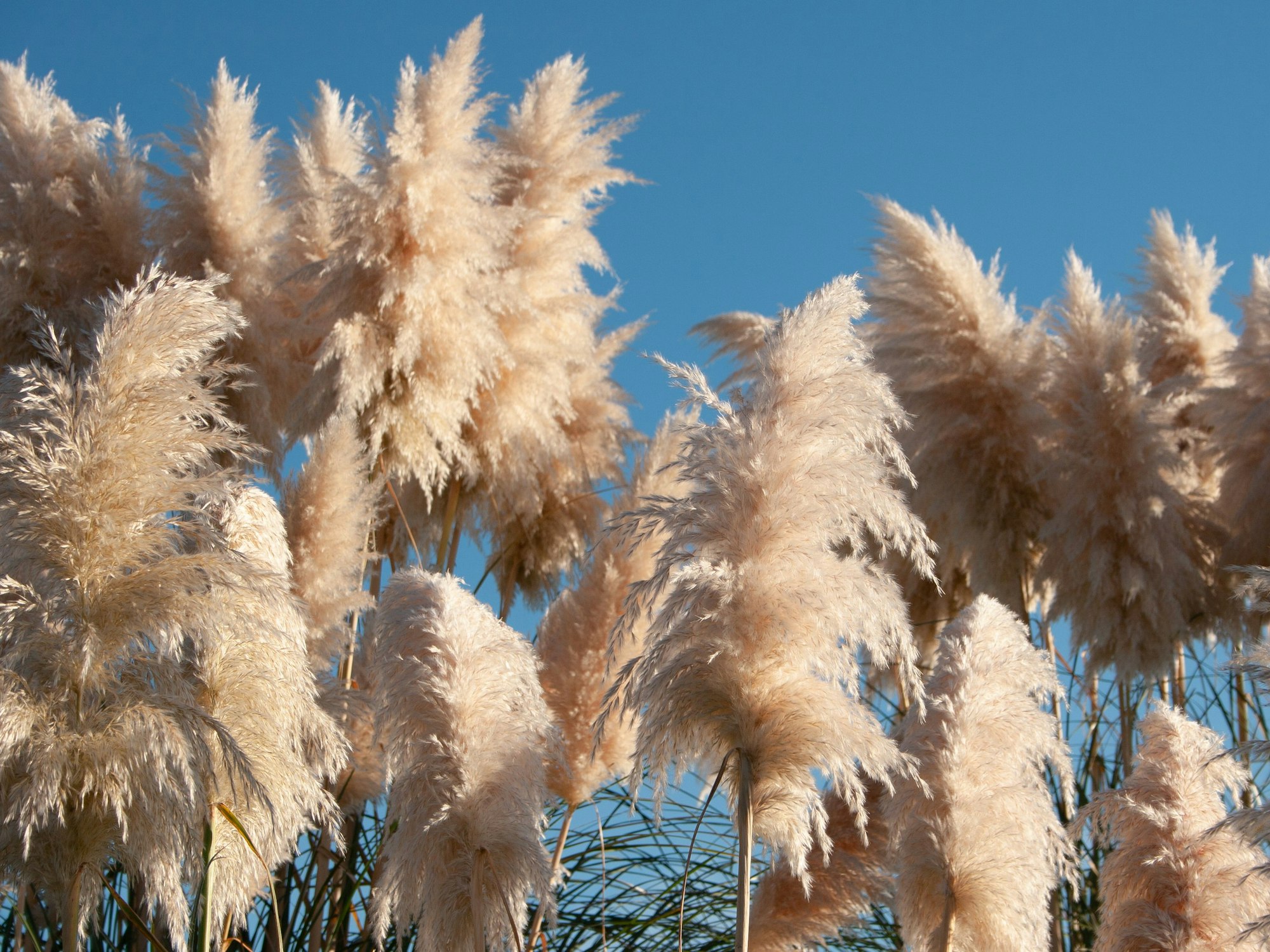 Pampasgras macht sich sowohl im Kübel auf der Terrasse als auch im Garten gut.