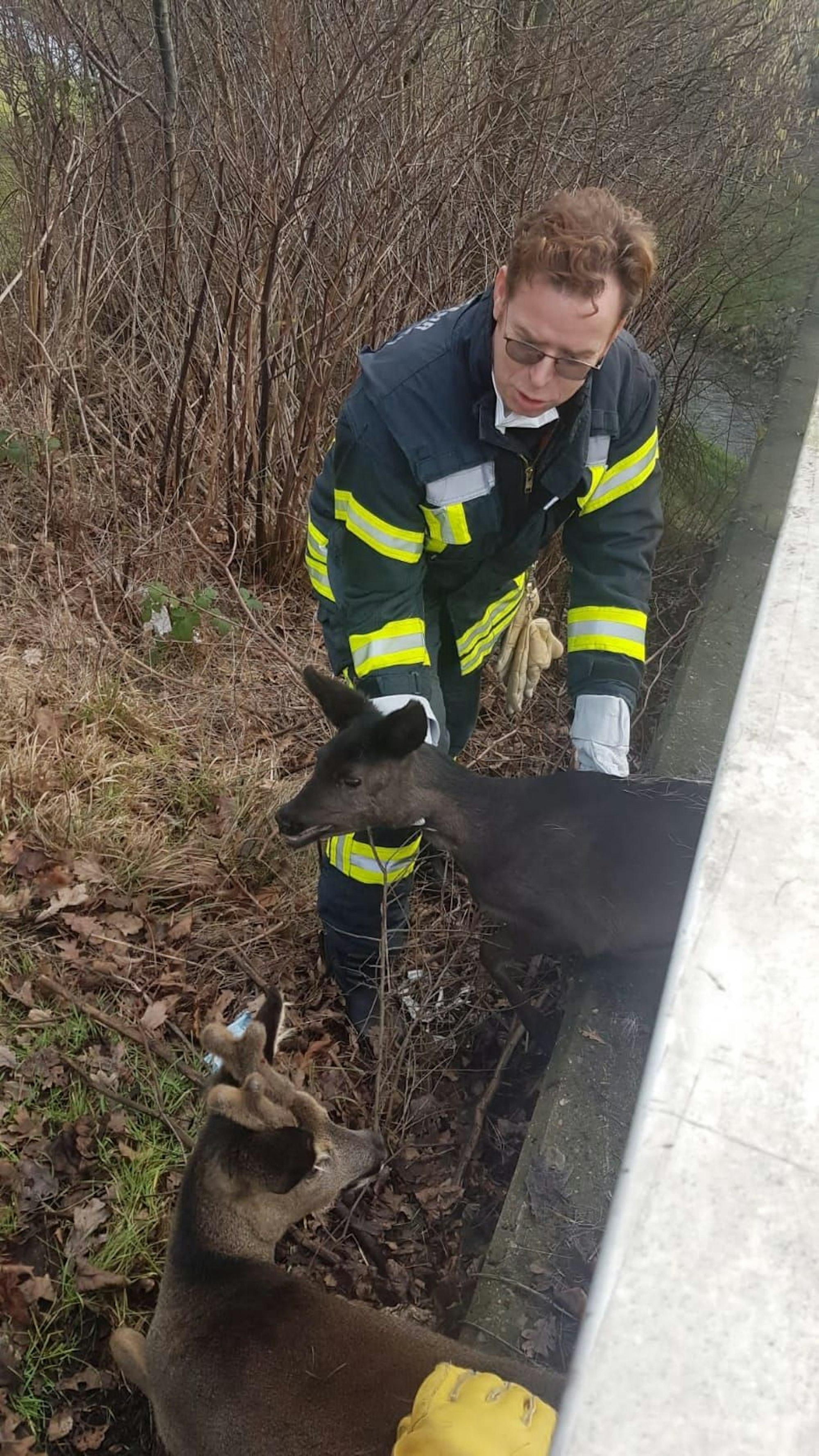 Feuerwehr-Mann befreit Rehe aus Straßengeländer.