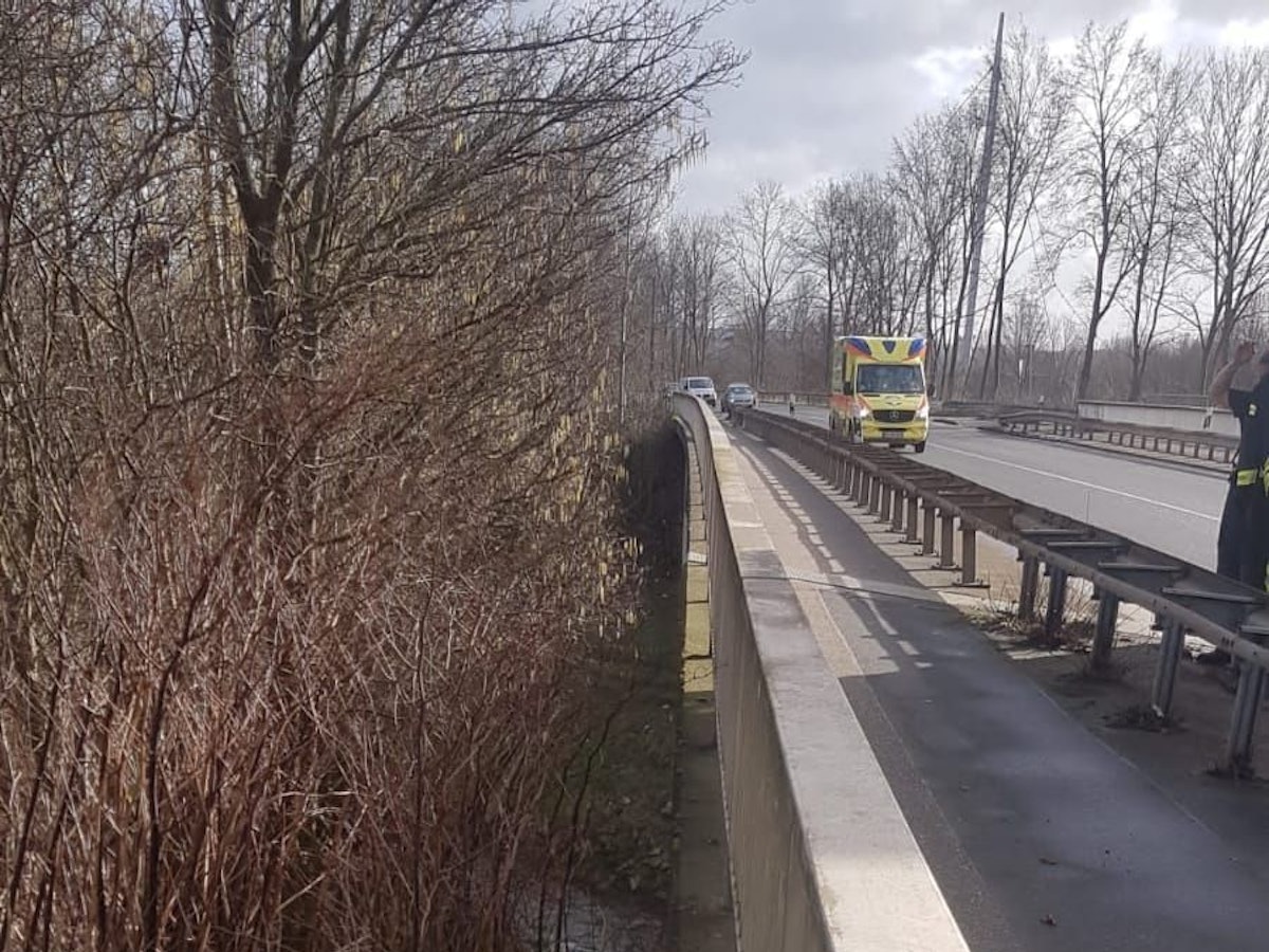 Zwei Rehe sind an einer Brücke im Geländer eingeklemmt.