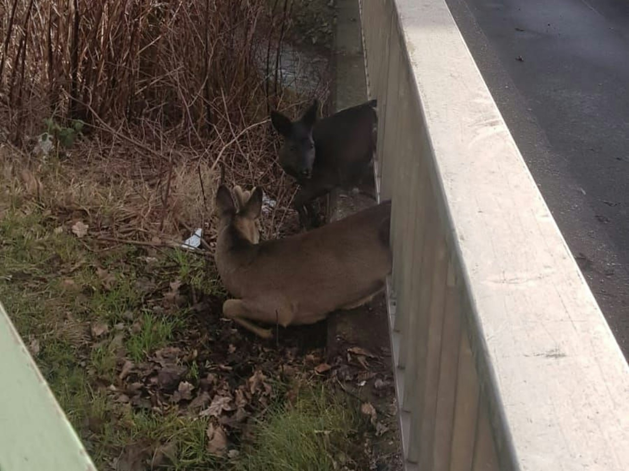 Zwei Rehe sind an einer Brücke im Geländer eingeklemmt.