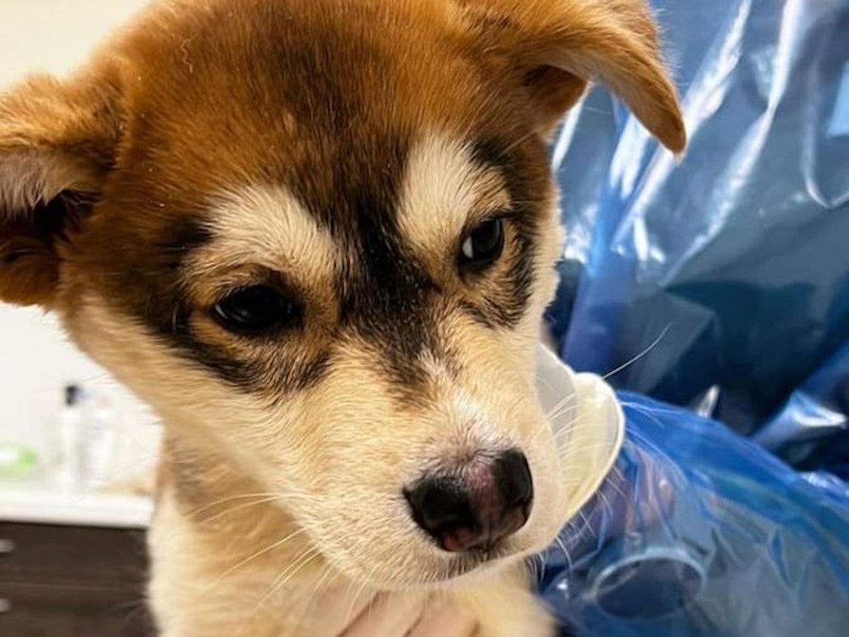 Welpe Clyde beim Tierarzt im Tierheim Bonn.