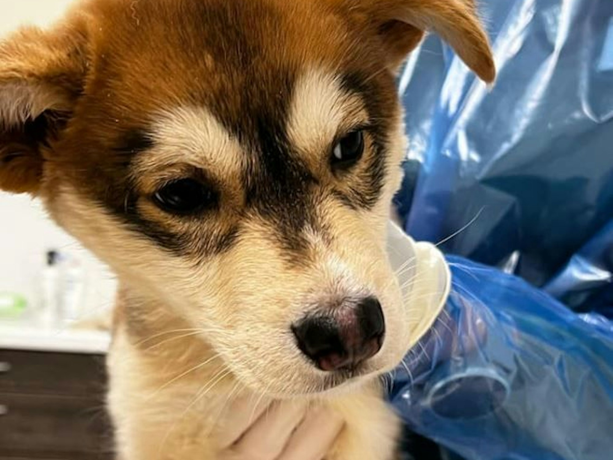 Welpe Clyde beim Tierarzt im Tierheim Bonn.