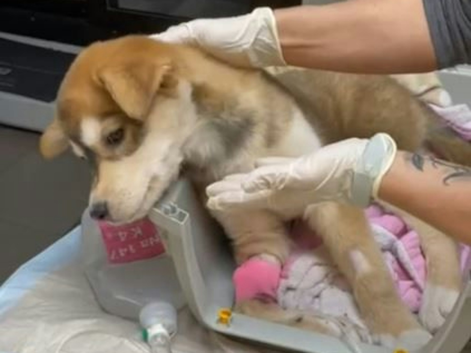 Welpe Clyde wird im Tierheim Bonn versorgt.