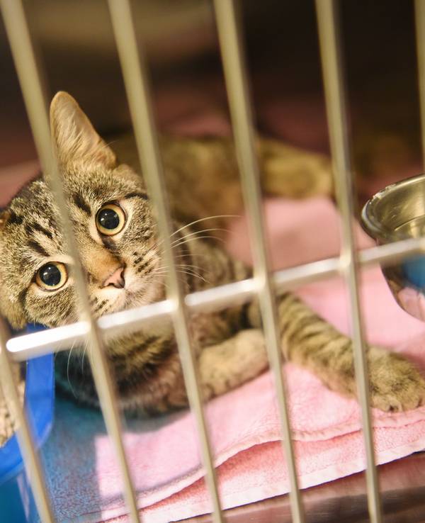 Eine Katze sitzt im Konrad Adenauer-Tierheim in Köln in einem Käfig.