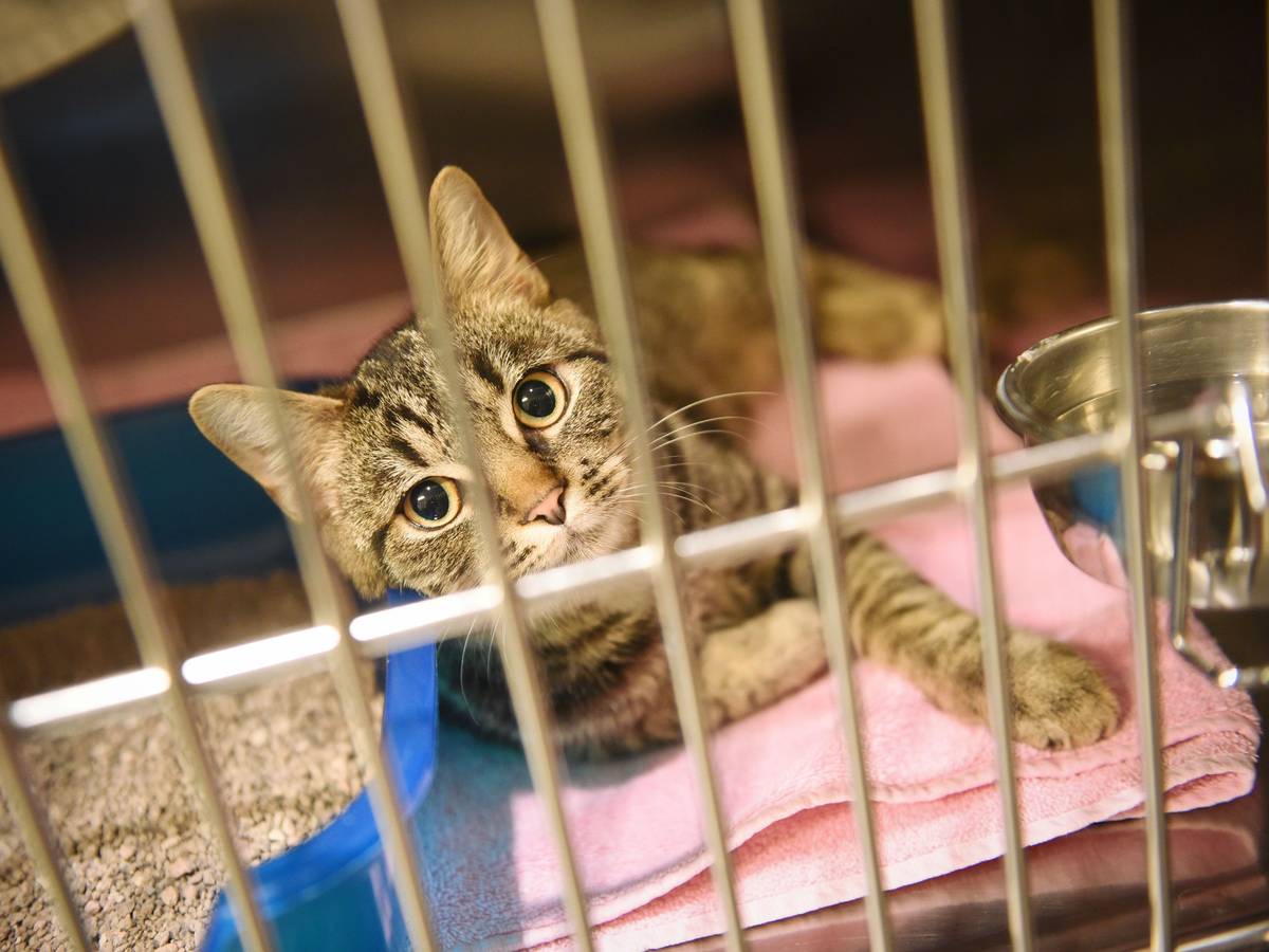 Eine Katze sitzt im Konrad Adenauer-Tierheim in Köln in einem Käfig.