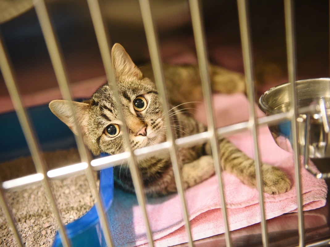 Eine Katze sitzt im Konrad Adenauer-Tierheim in Köln in einem Käfig.