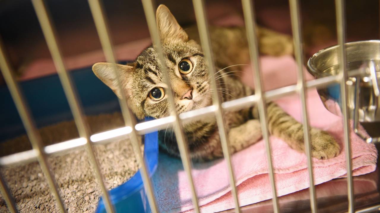 Eine Katze sitzt im Konrad Adenauer-Tierheim in Köln in einem Käfig.