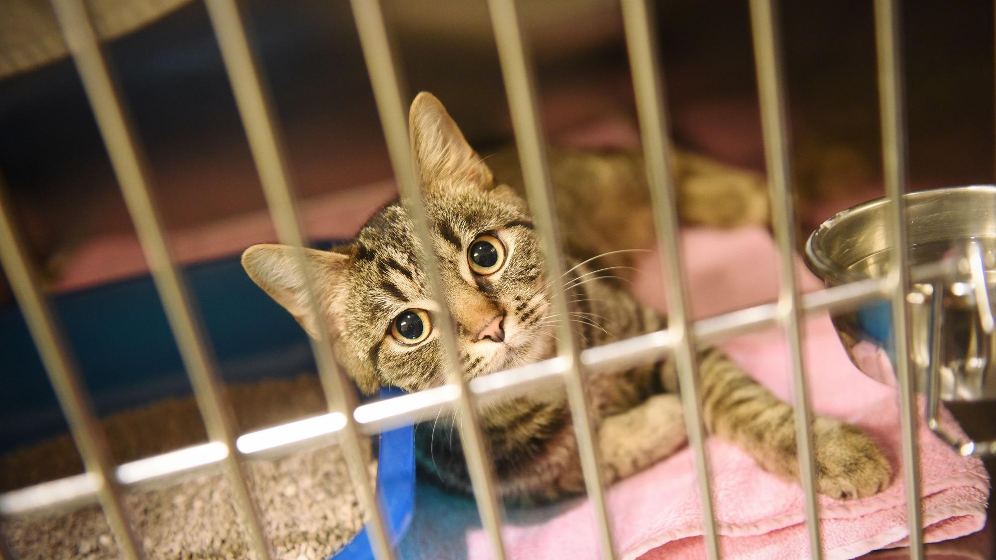 Eine Katze sitzt im Konrad Adenauer-Tierheim in Köln in einem Käfig.