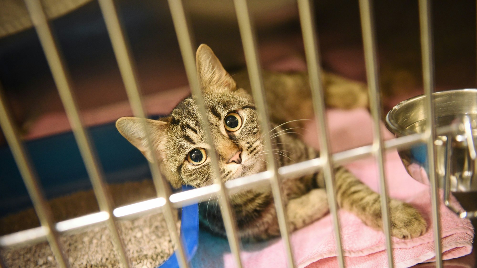 Eine Katze sitzt im Konrad Adenauer-Tierheim in Köln in einem Käfig.