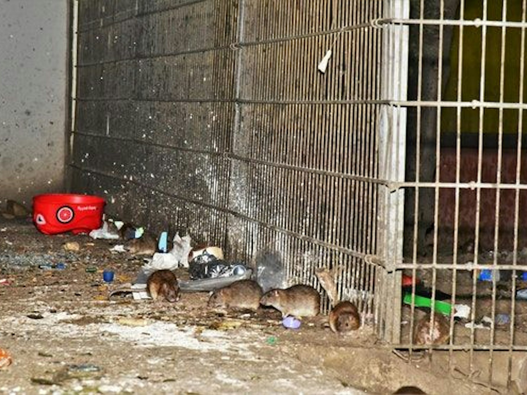 Ratten suhlen sich am Boden im Dreck.