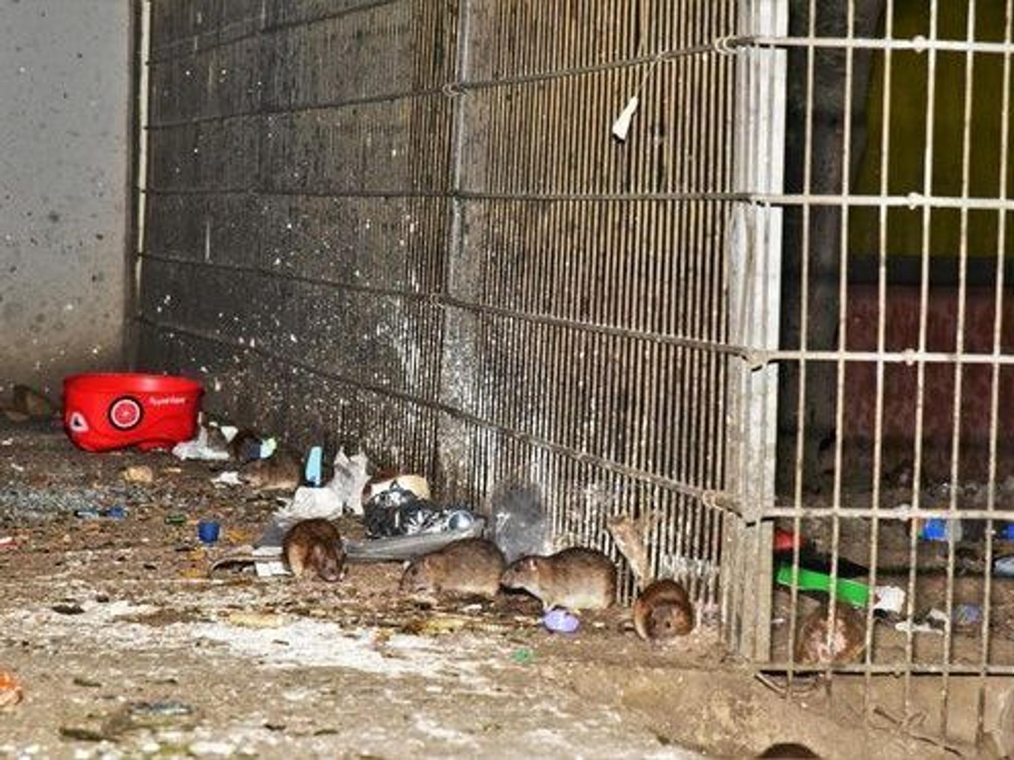 Ratten suhlen sich am Boden im Dreck.