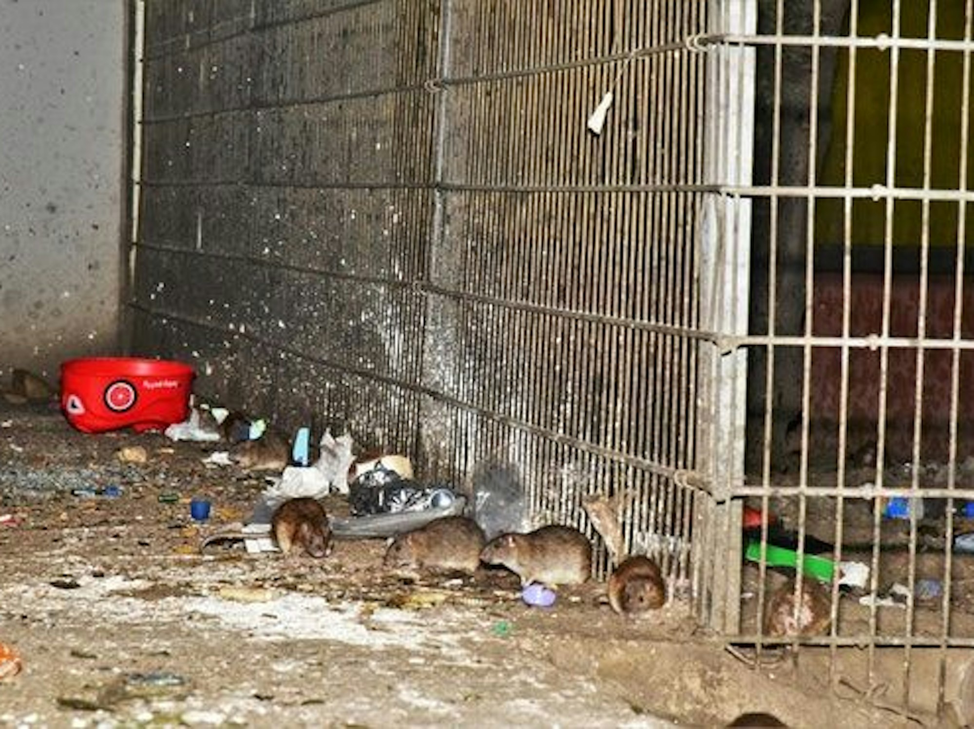 Ratten suhlen sich am Boden im Dreck.