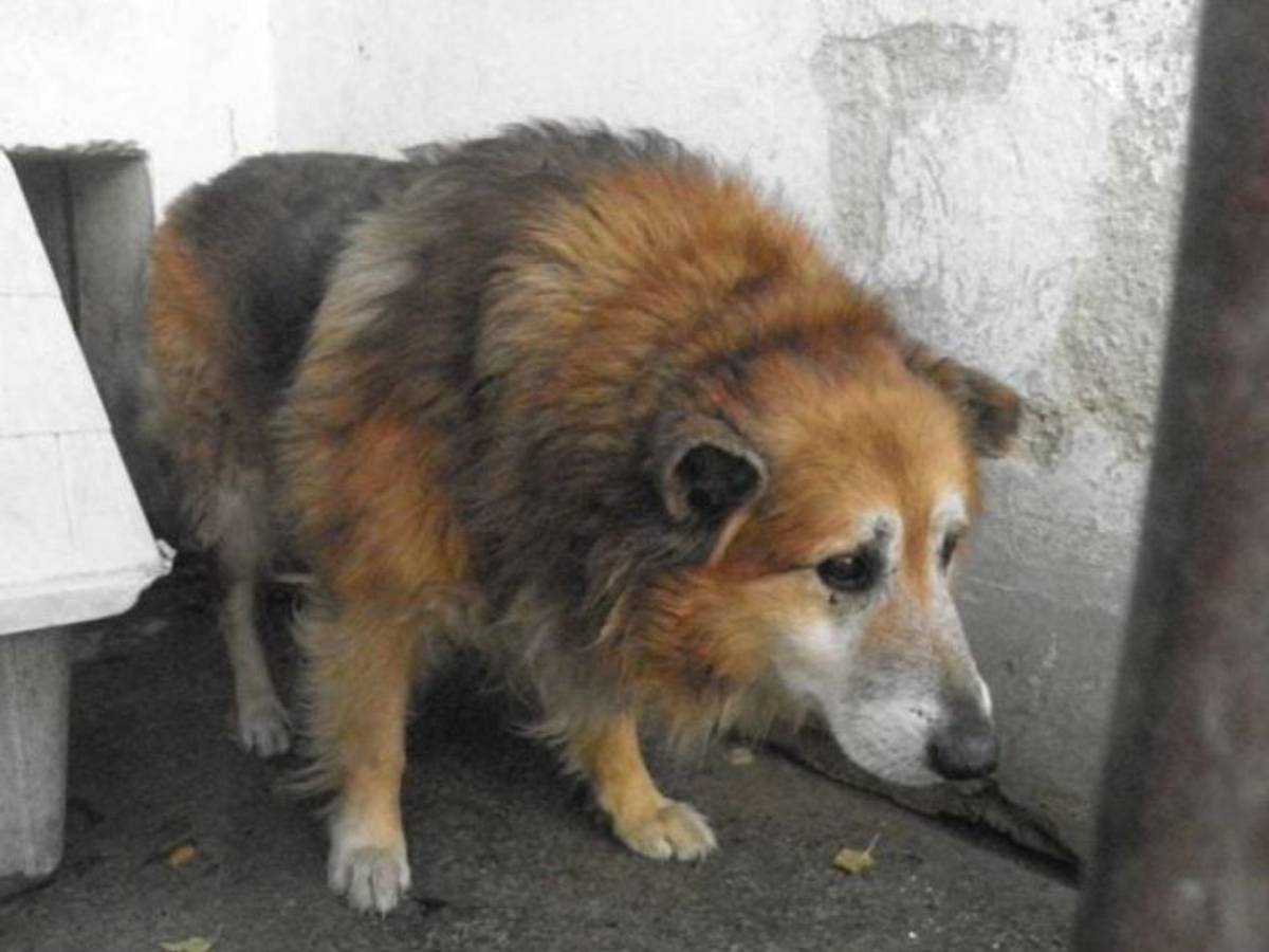 Hund Mihaly wurde aus Ungarn in das Tierheim Köln-Dellbrück geholt.